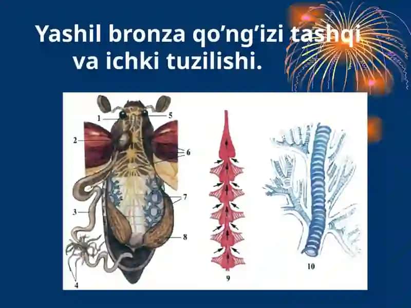 Hashorotlarning ko'payishi va rivojlanishi 3