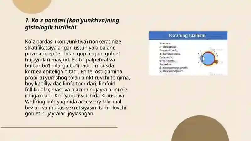 Ko`zning yordamchi apparati gistologiyasi 3