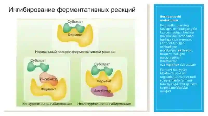 Fermentlar faoliyati oshirish 3