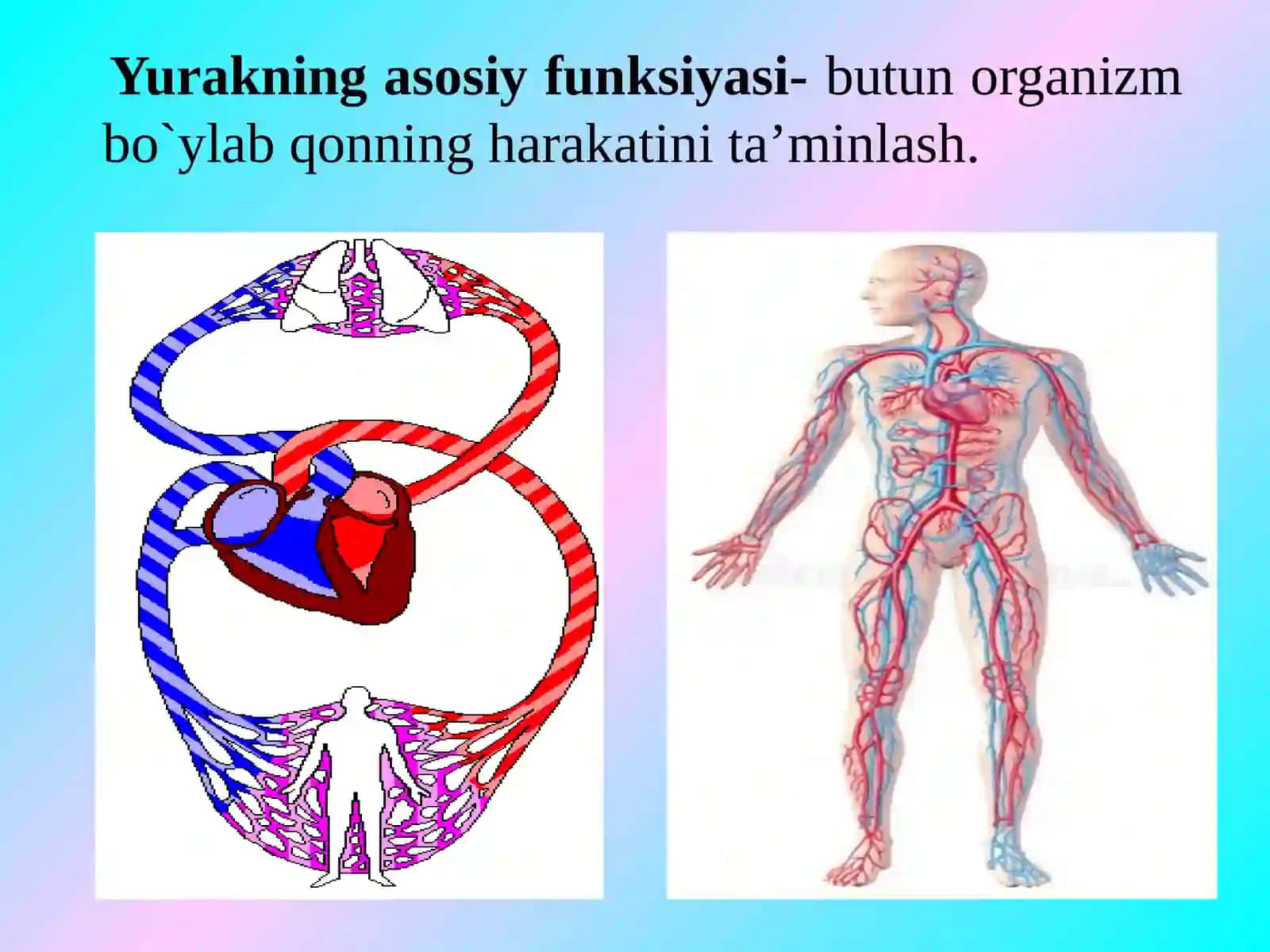 Yurakning gemodinamik vazifasi 3