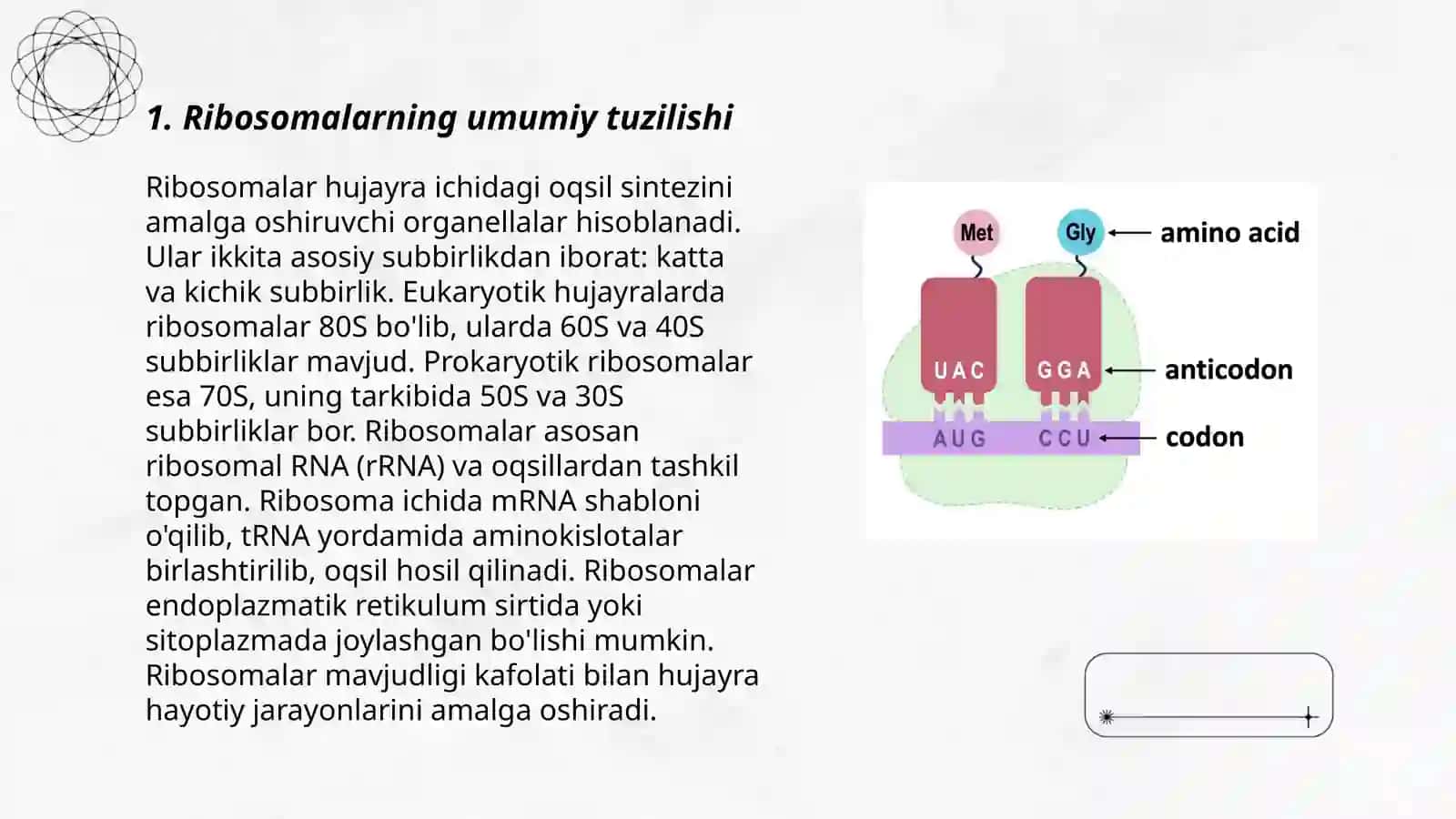 Ribosomalar tuzilishi 3