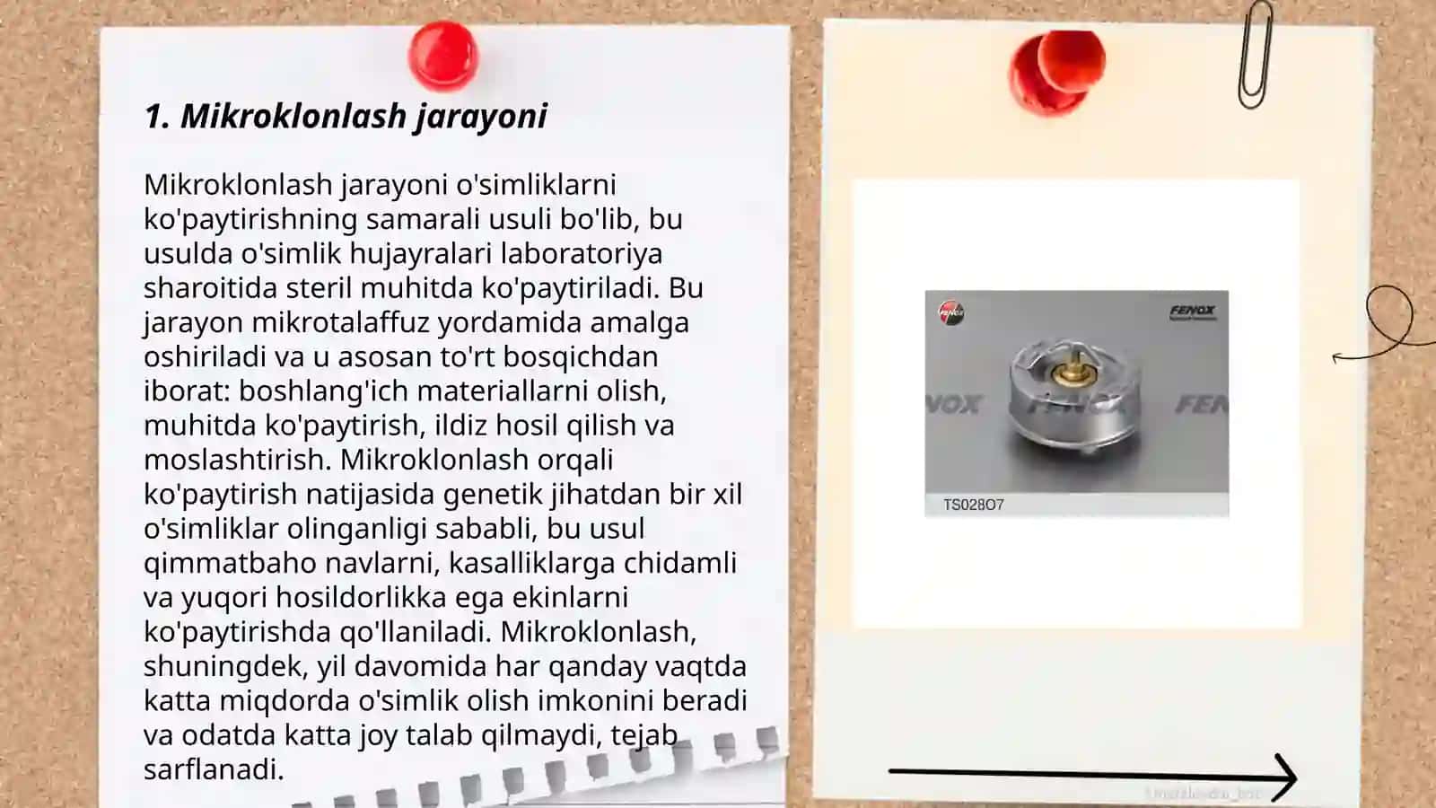 O'simliklarni mikroklonlash 3
