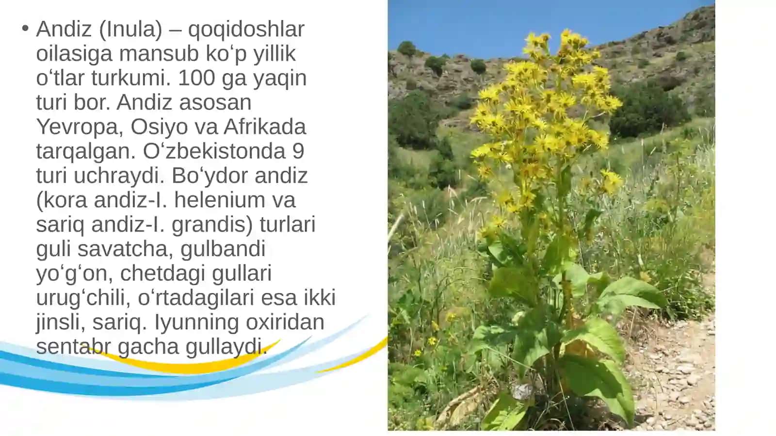 Andiz oʻsimligining shifobaxshlik xususiyatlari 3