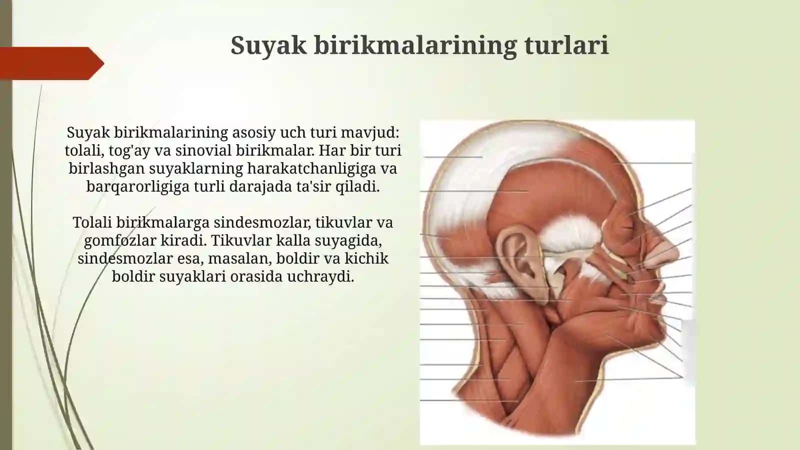 Suyaklarning oʻzaro birikishi - sindesmalogiy 3