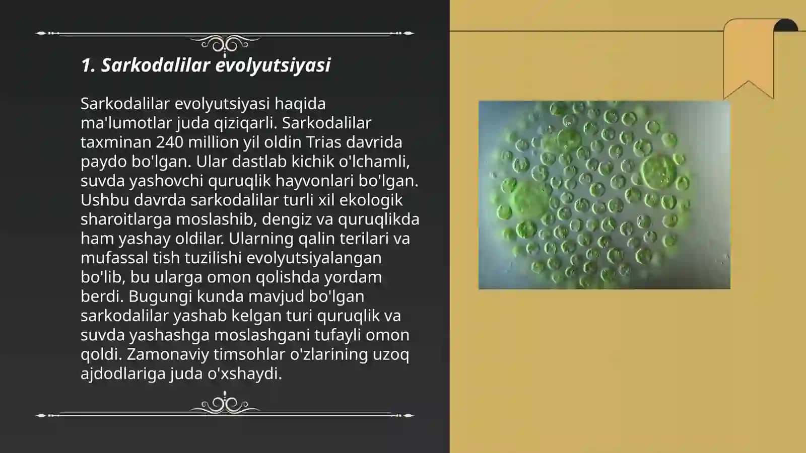 Sarkodalilar evolyutsiyasi 3
