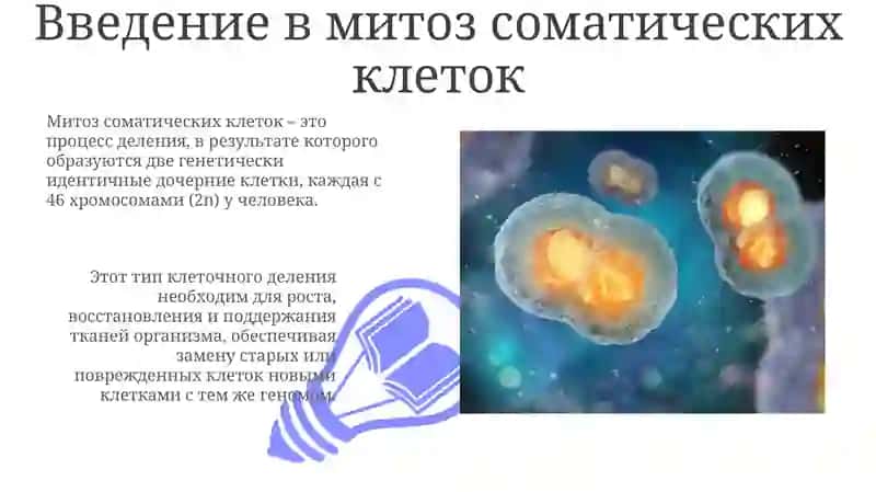 Митоз соматических клеток: Фазы и регуляция 3