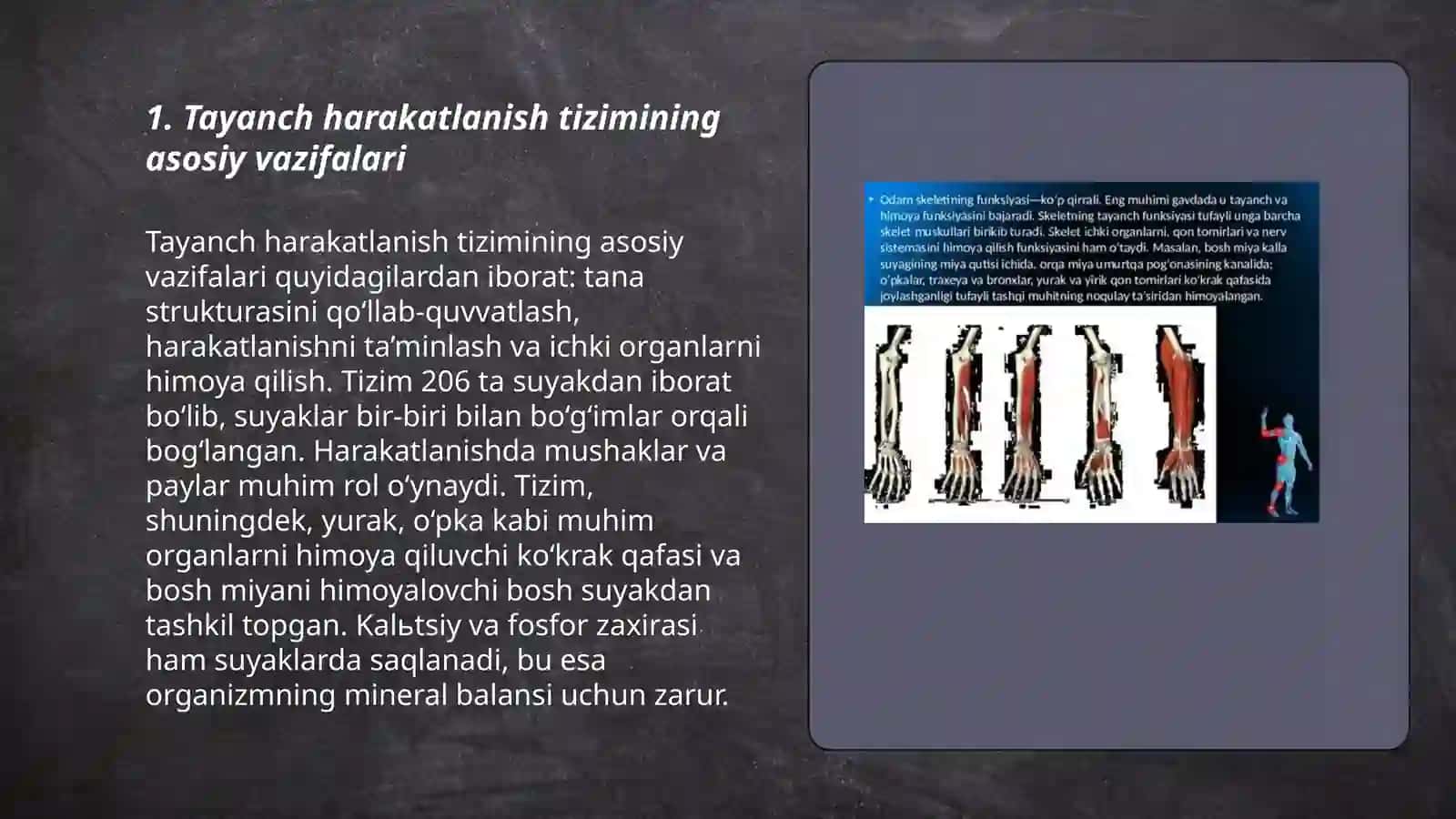 Tayanch harakatlanish sistemasi 3