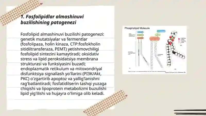 Fosfolipidlar almashinuvi buzilishi 3
