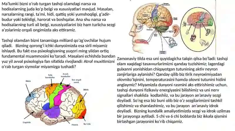 Sezgilarningnervfiziologikasoslari 3