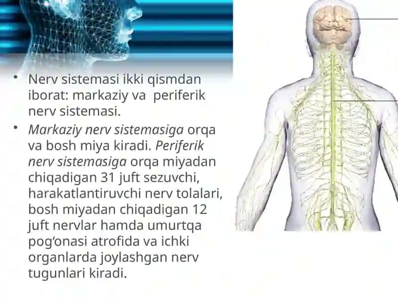 Nervsistemasining tuzilishi 3