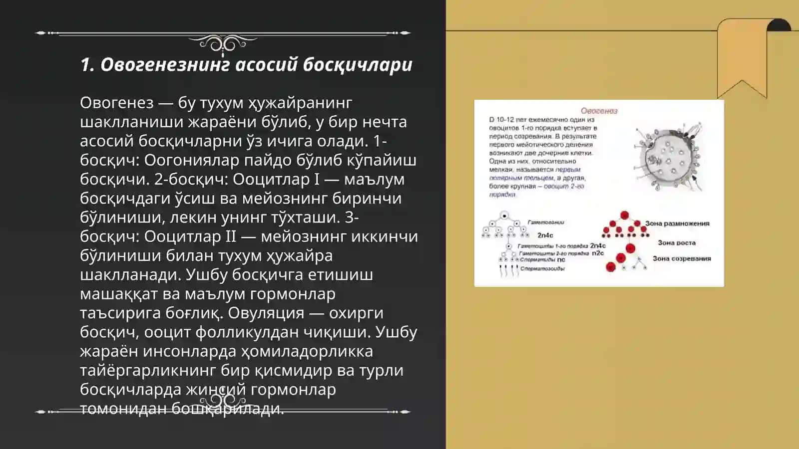 Овогенез процесси 3