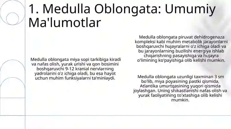 Medulla Oblongata 3