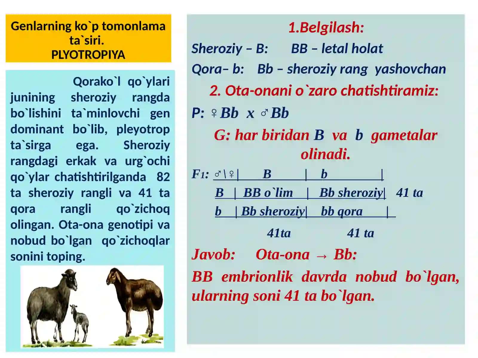 GENETIKA ASOSLARIDAN MASALALAR ISHLASH 3