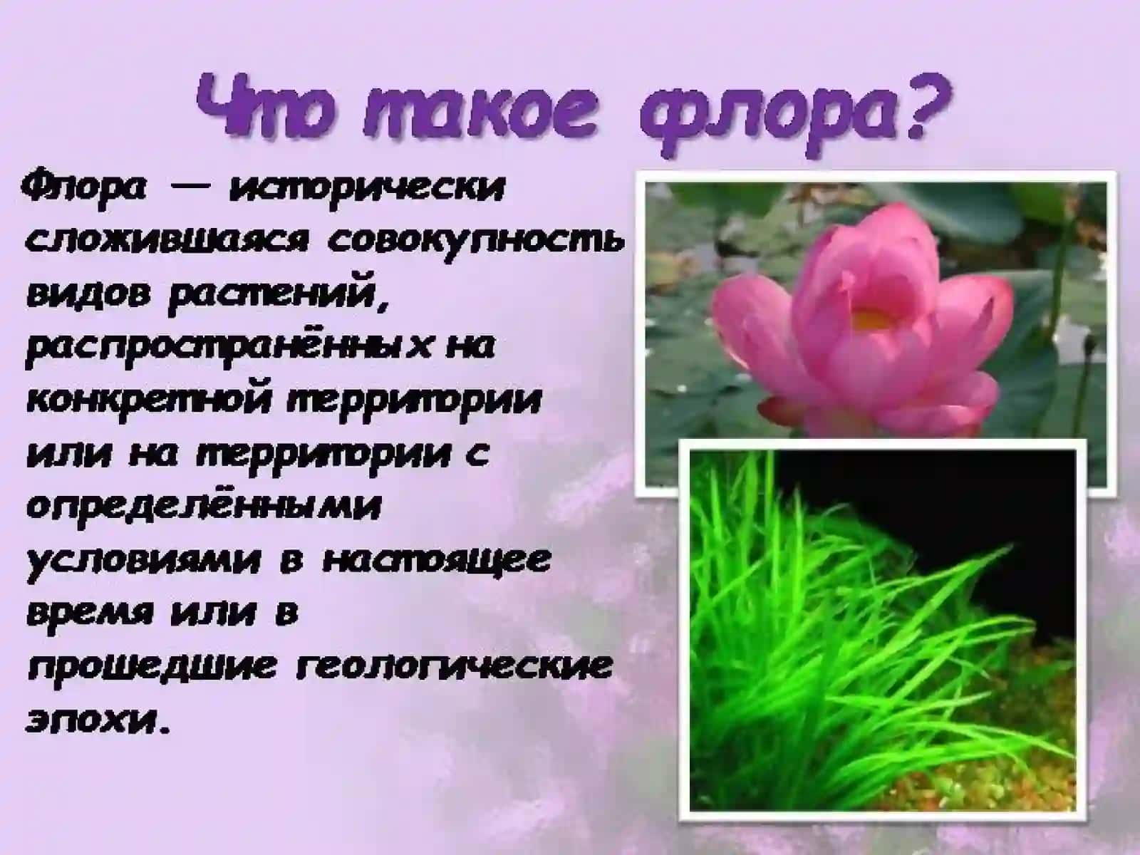 Флора и фауна 3