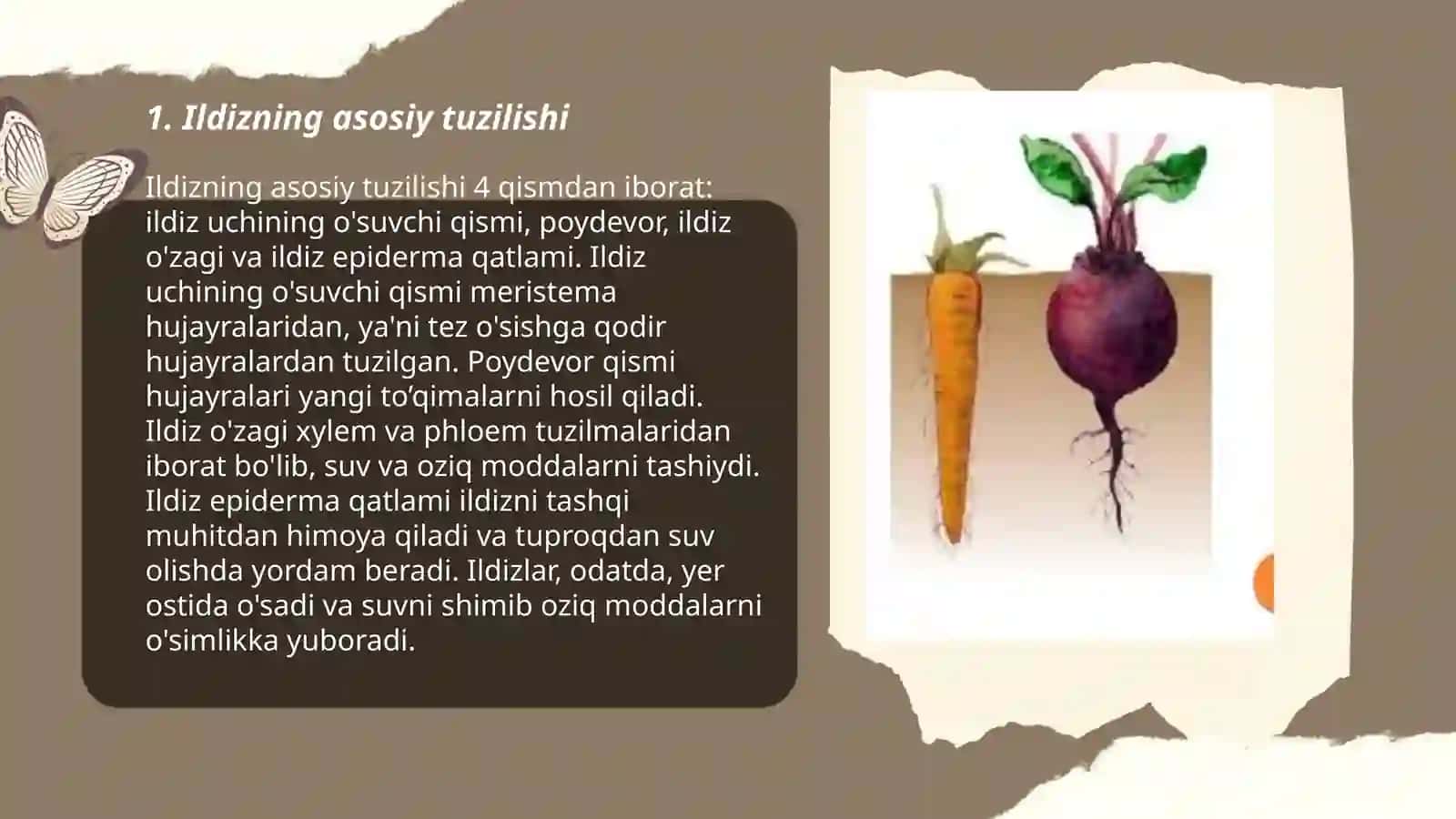 Ildizning anatomik tuzilishi 3