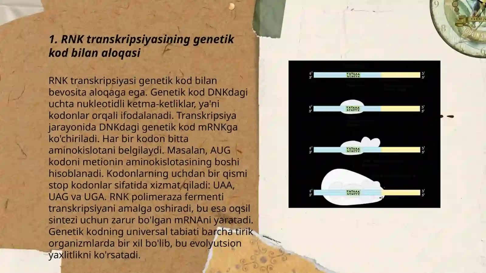 RNK transkripsiyasi va prossengi 3