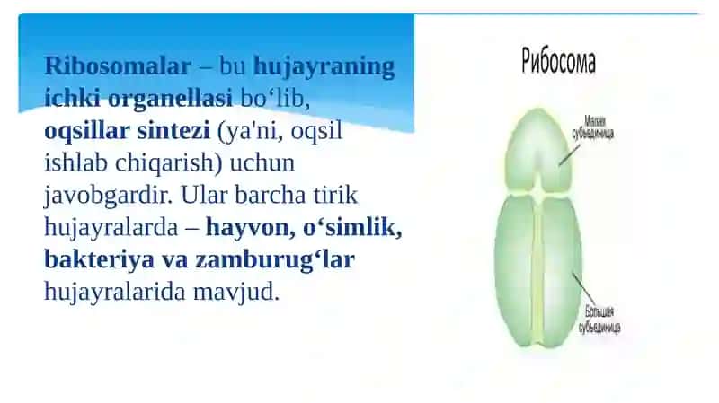 RIBOSOMALAR. OQSIL BIOSINTEZI 3