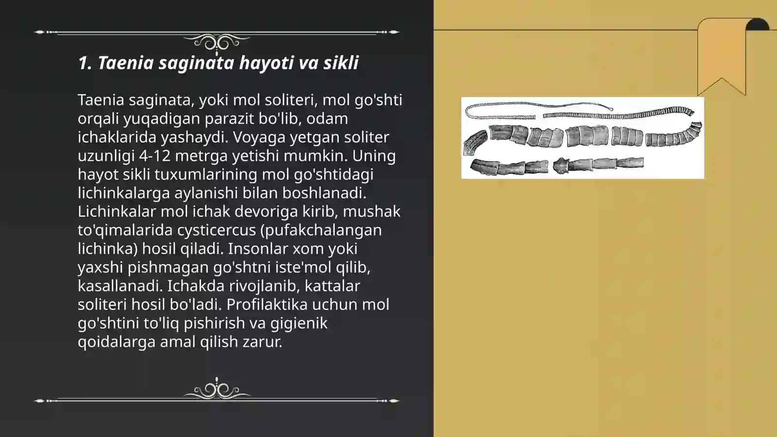 Taenia saginata hayoti va sikli 3