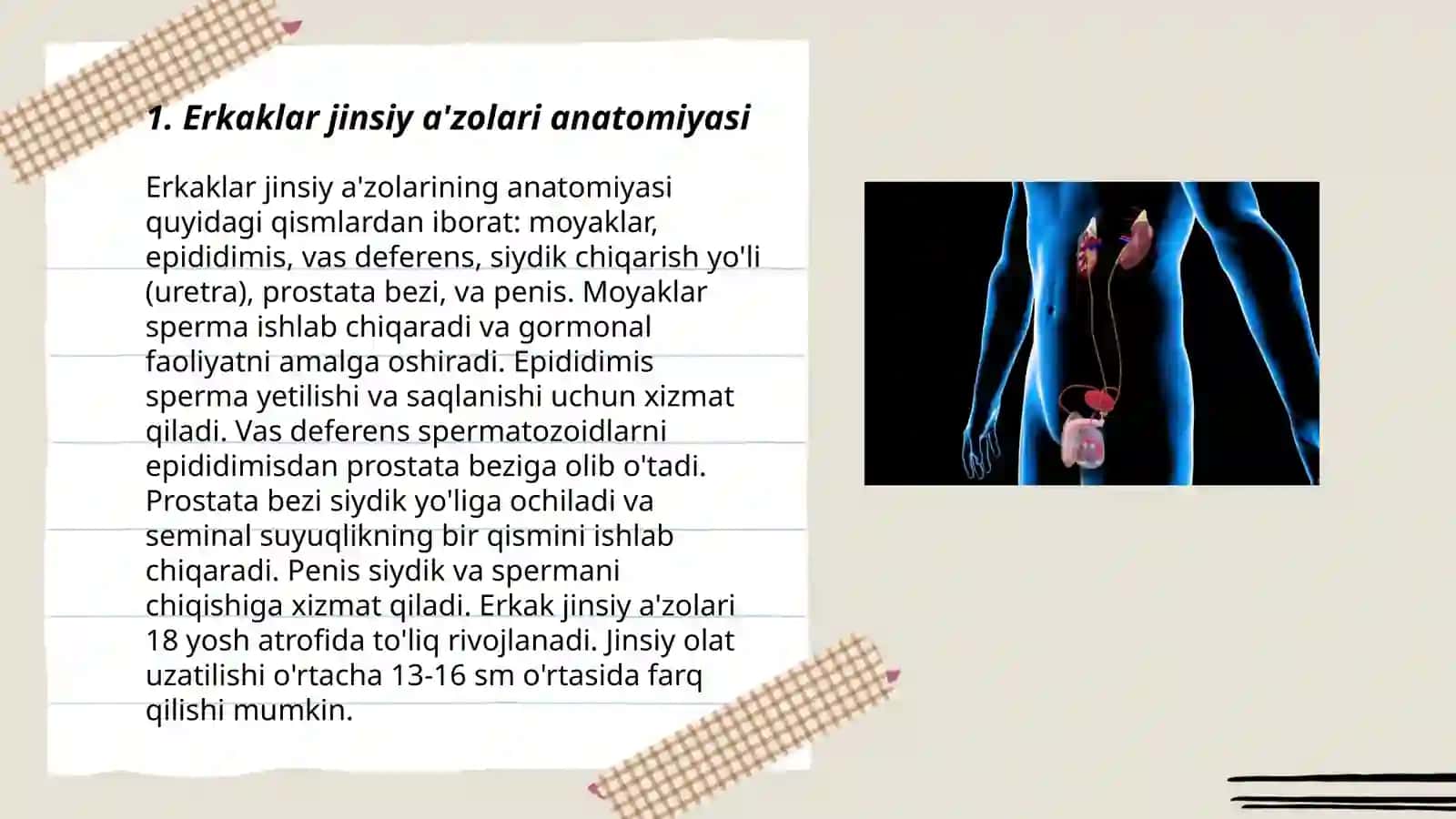 Erkaklar jinsiy sistemasi 3
