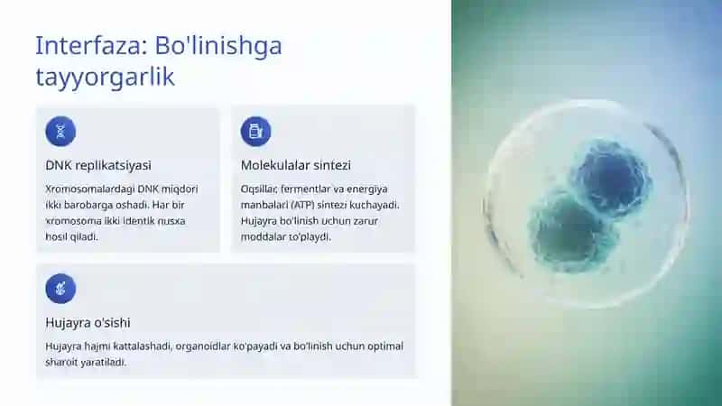 Mitoz Bo'linish: Hujayra Hayotining Ajralmas Qismi 3
