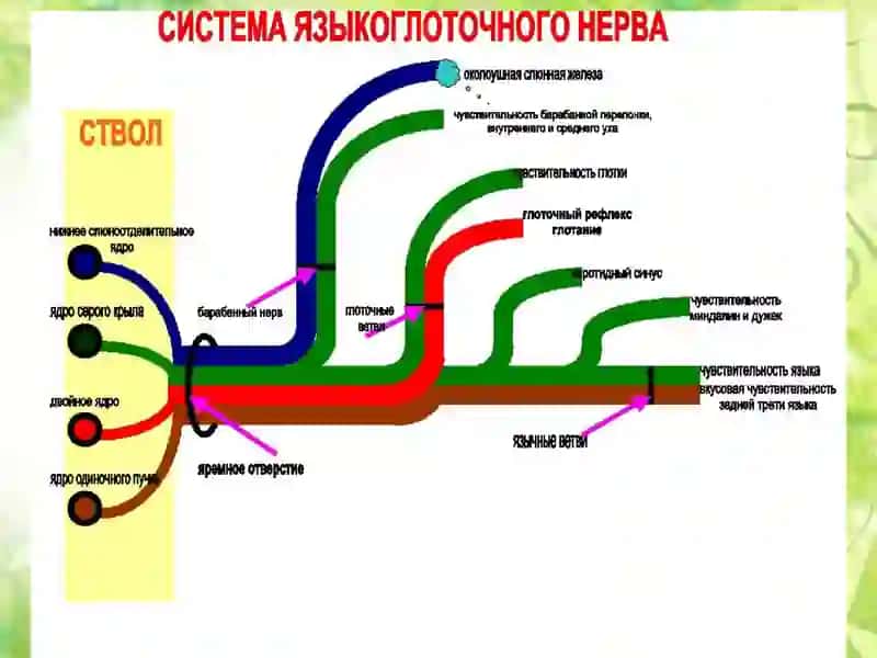 Языкоглоточный нерв 3