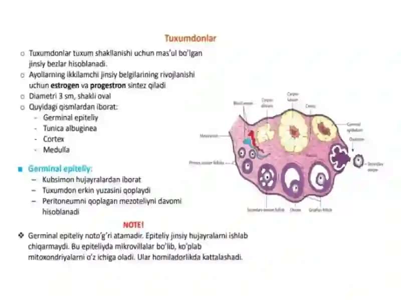Ayollar reproduktiv sistemasi 3