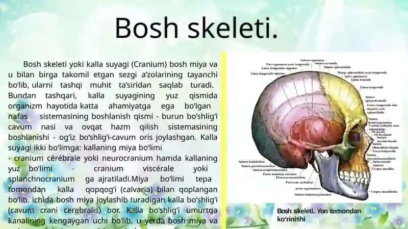 Boshskeleti. Kallasuyaklari 3