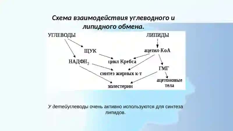 Взаимосвязь между углеводом липидном и аминокислот 3
