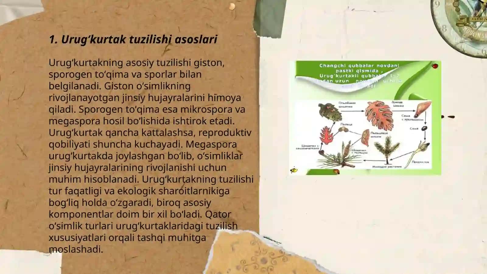 Urugʻkurtakning tuzilishi 3