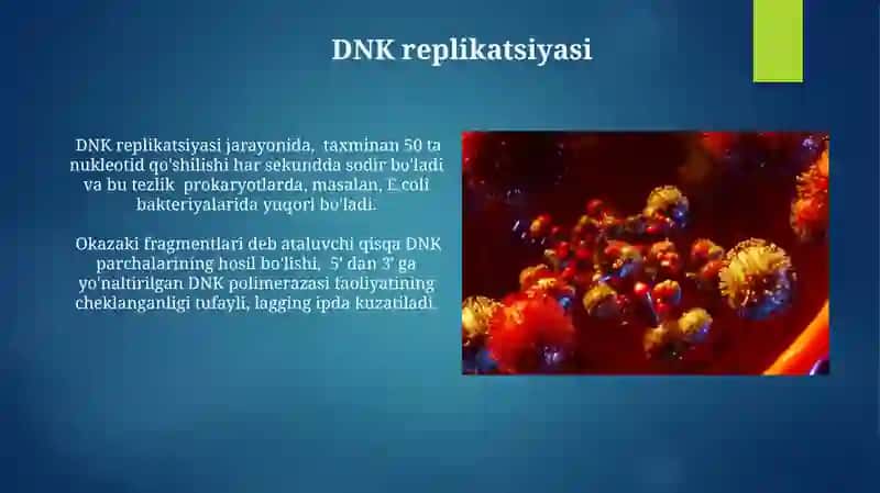 Nuklein kislotalar metabolizimi 3