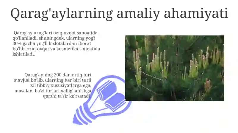Qaragʻaylar (ochiq urugʻlilar) 3