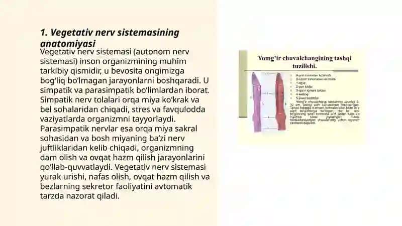 Vegetativ nerv sistemasi faoliyatini oʻrganish 3