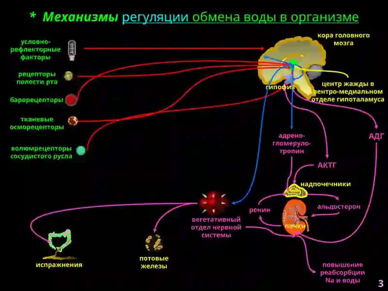 Патофизиология водно-солевого обмена 3