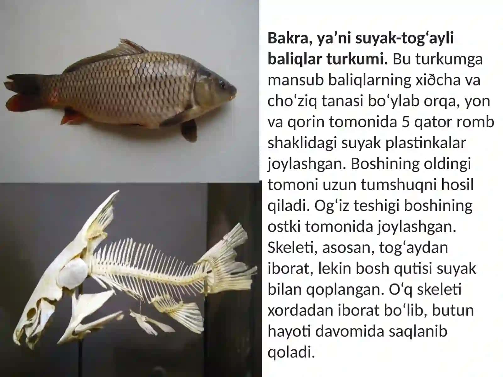 7-sinf Zoologiya 'Parrandachilik' ko'rgazma 3