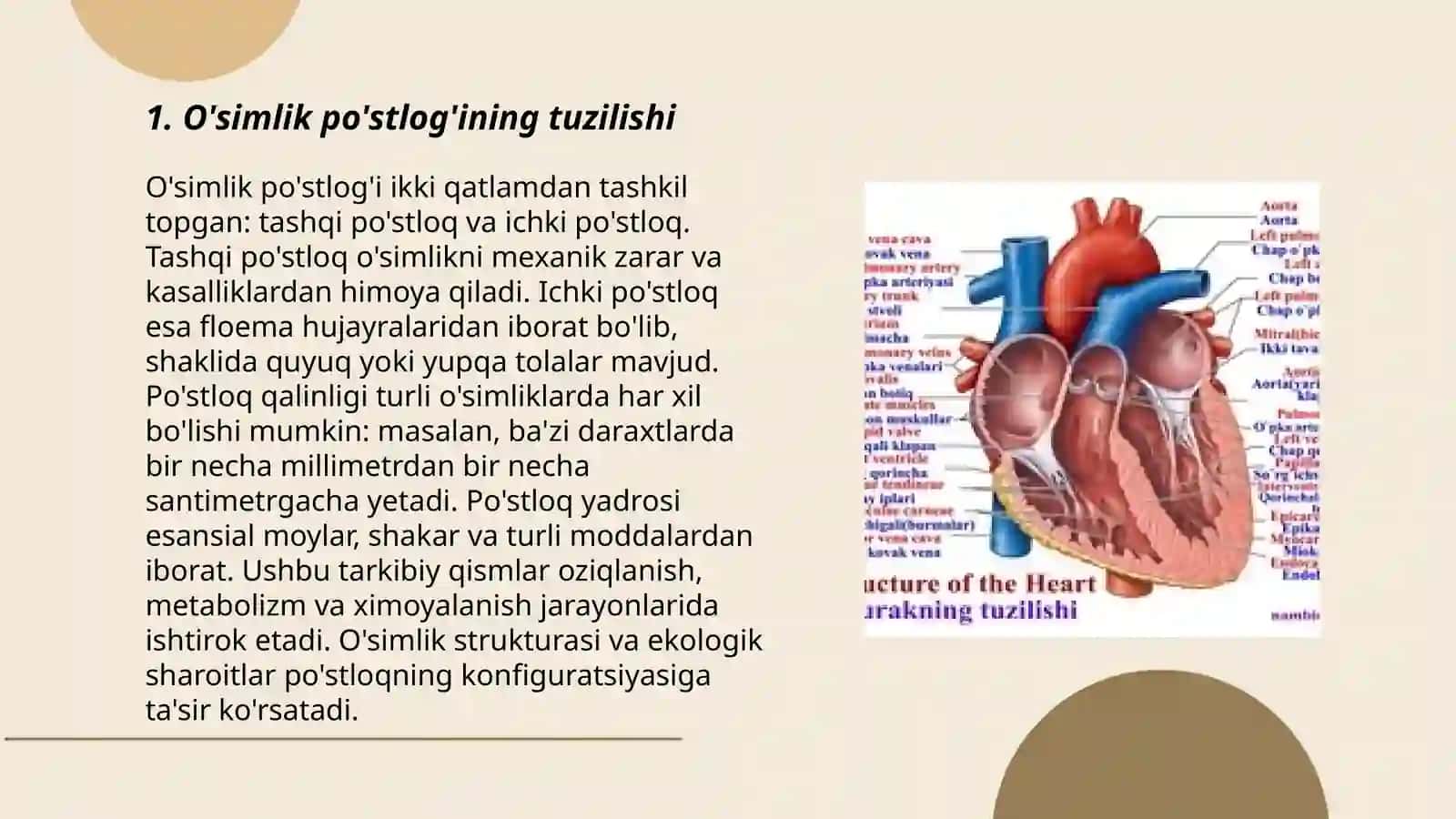 Katta yarimsharlar poʼstlogʼi Fiziologiyasi 3