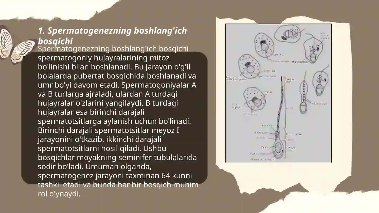Spermatogenez bosqichlari sxemasi va mexanizmi 3