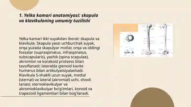 Yelka kamari anatomiyasi 3