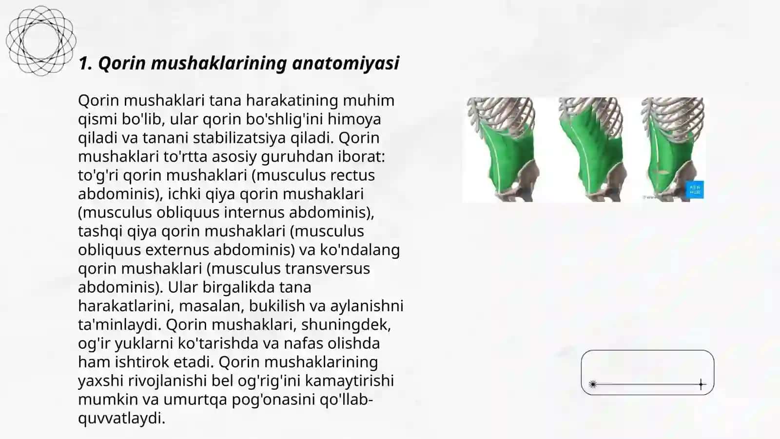 Qorin mushaklari tuzilishi 3