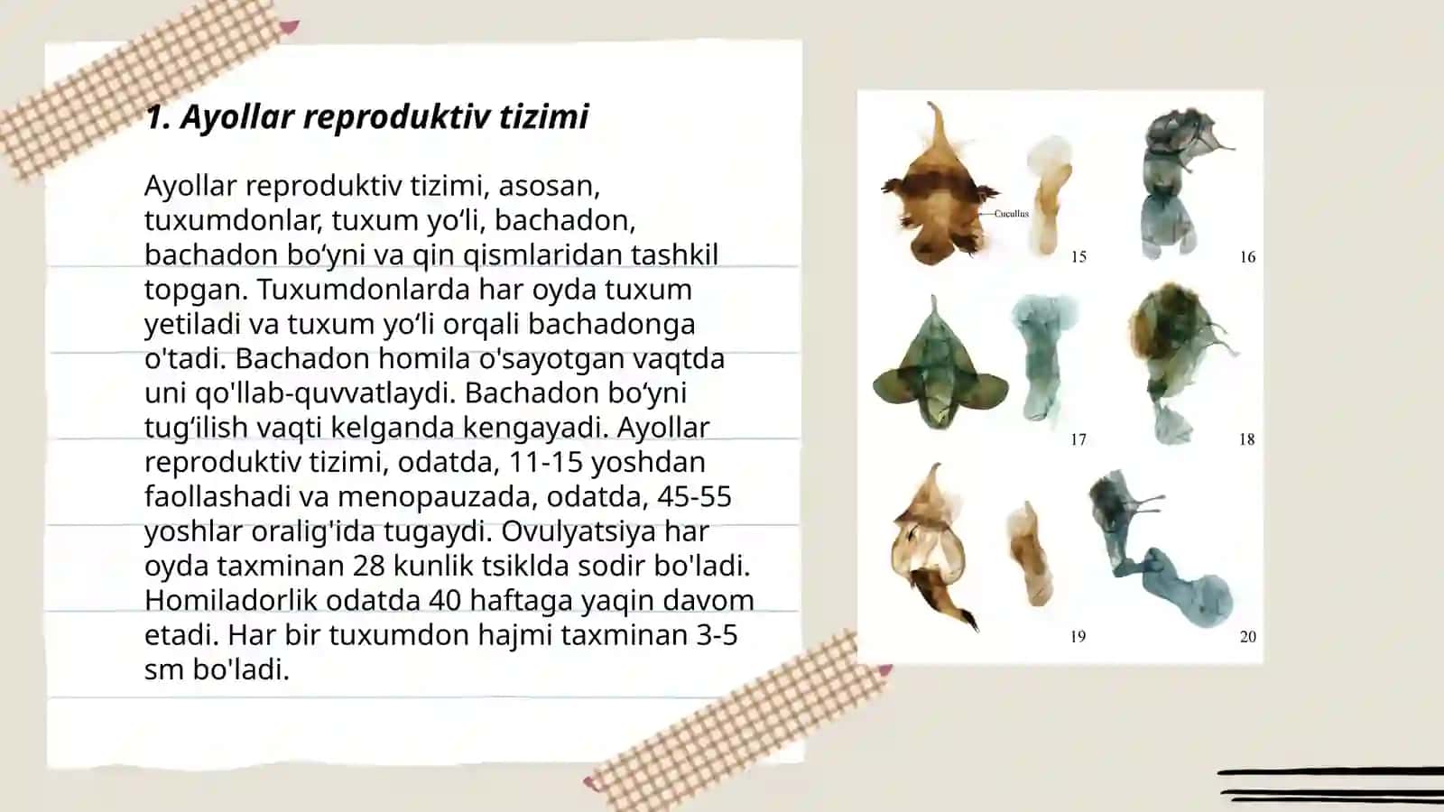 Ayollar ichki jinsiy aʼzolarining tuzilishi 3