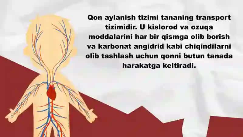 QON AYLANISH TIZIMI QISMLARI 3