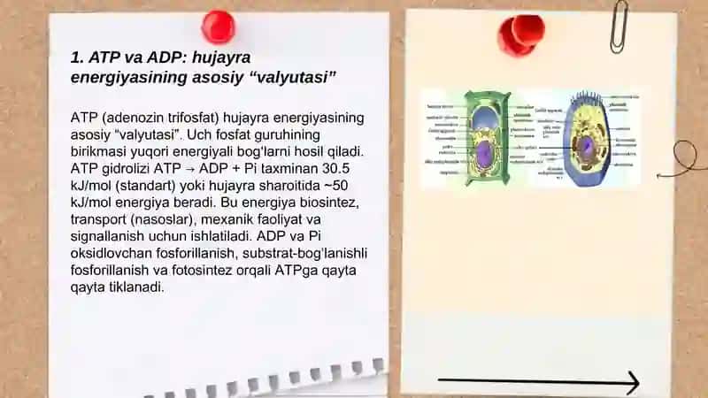 Hujayra energiyasining shakillari va hosil bolish usullari 3
