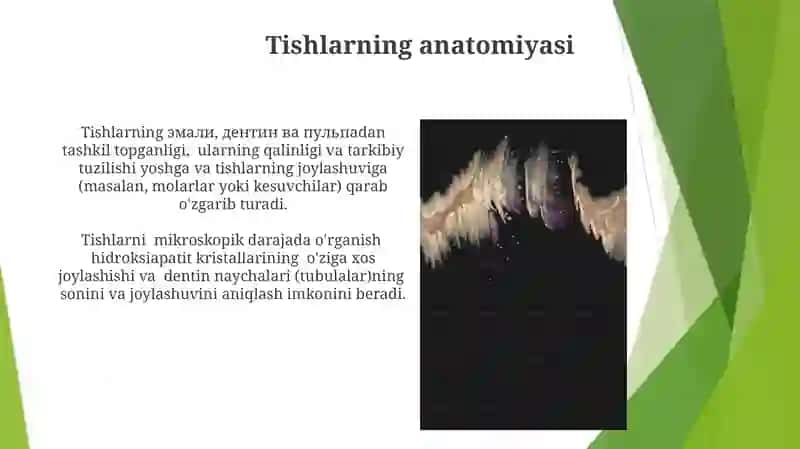 Tishlarning Biologik Tuzilishi 3