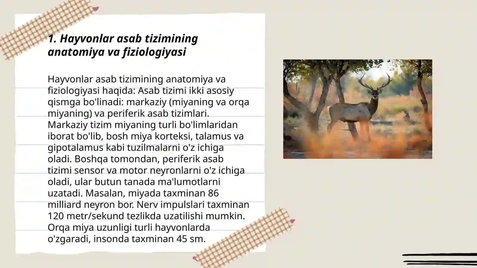 Hayvonlar asab tizimini rivojlantirish 3