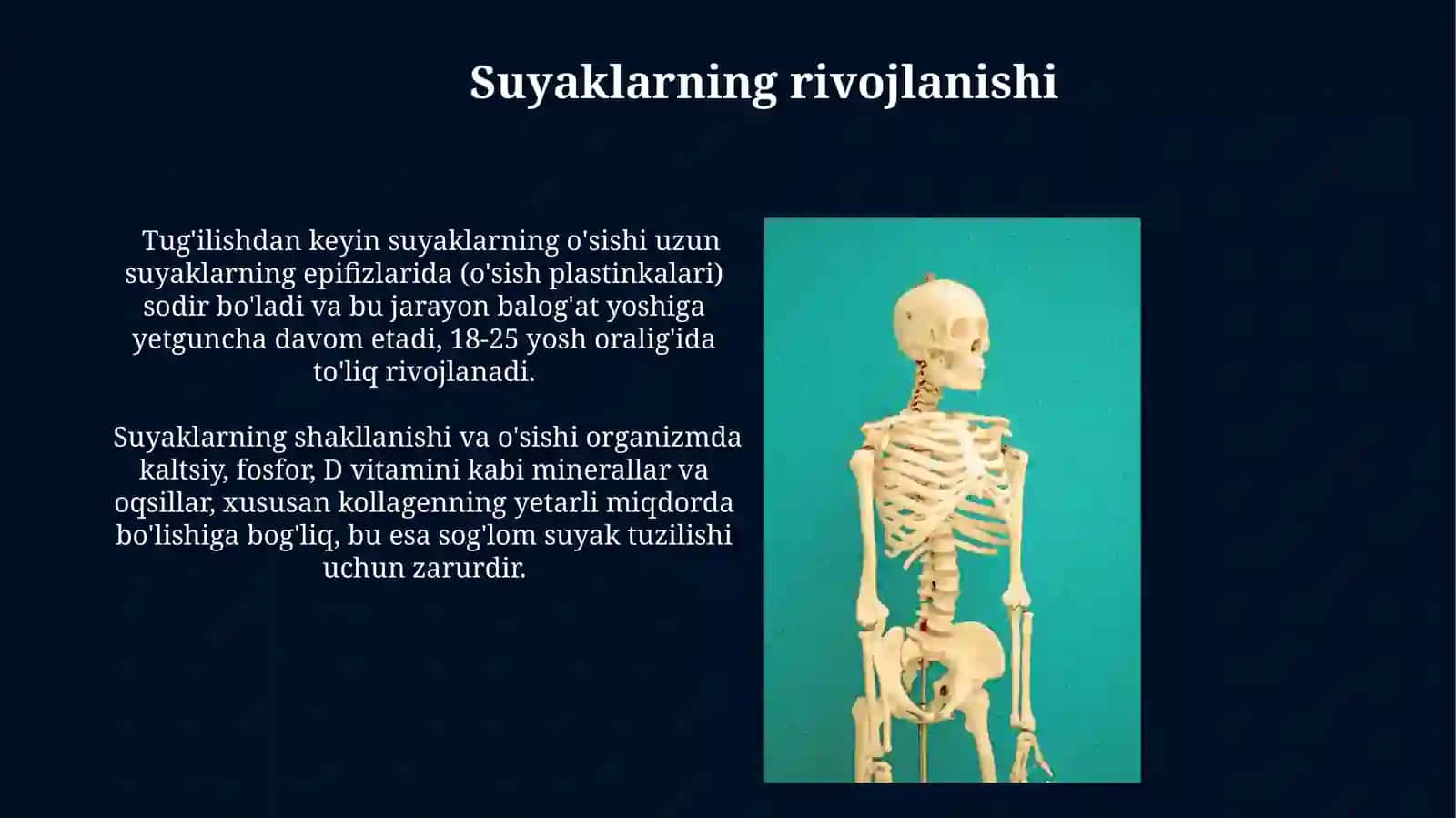 Suyakning tuzilishi 3