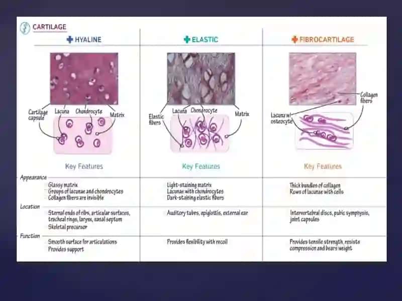 Types of Cartilage 3
