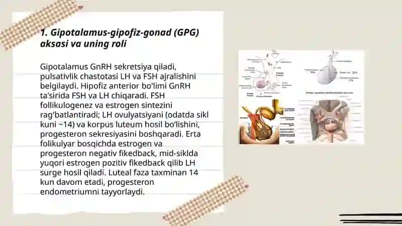 Jinsiy siklning gormanal boshqariluv mexanizmi 3