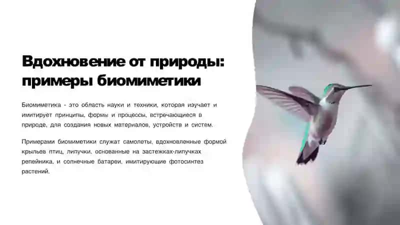 Основы бионики и эё место в жизни человека 3