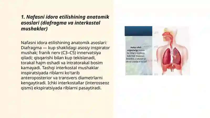 Nafasni idora etilishining anatomik asoslari 3