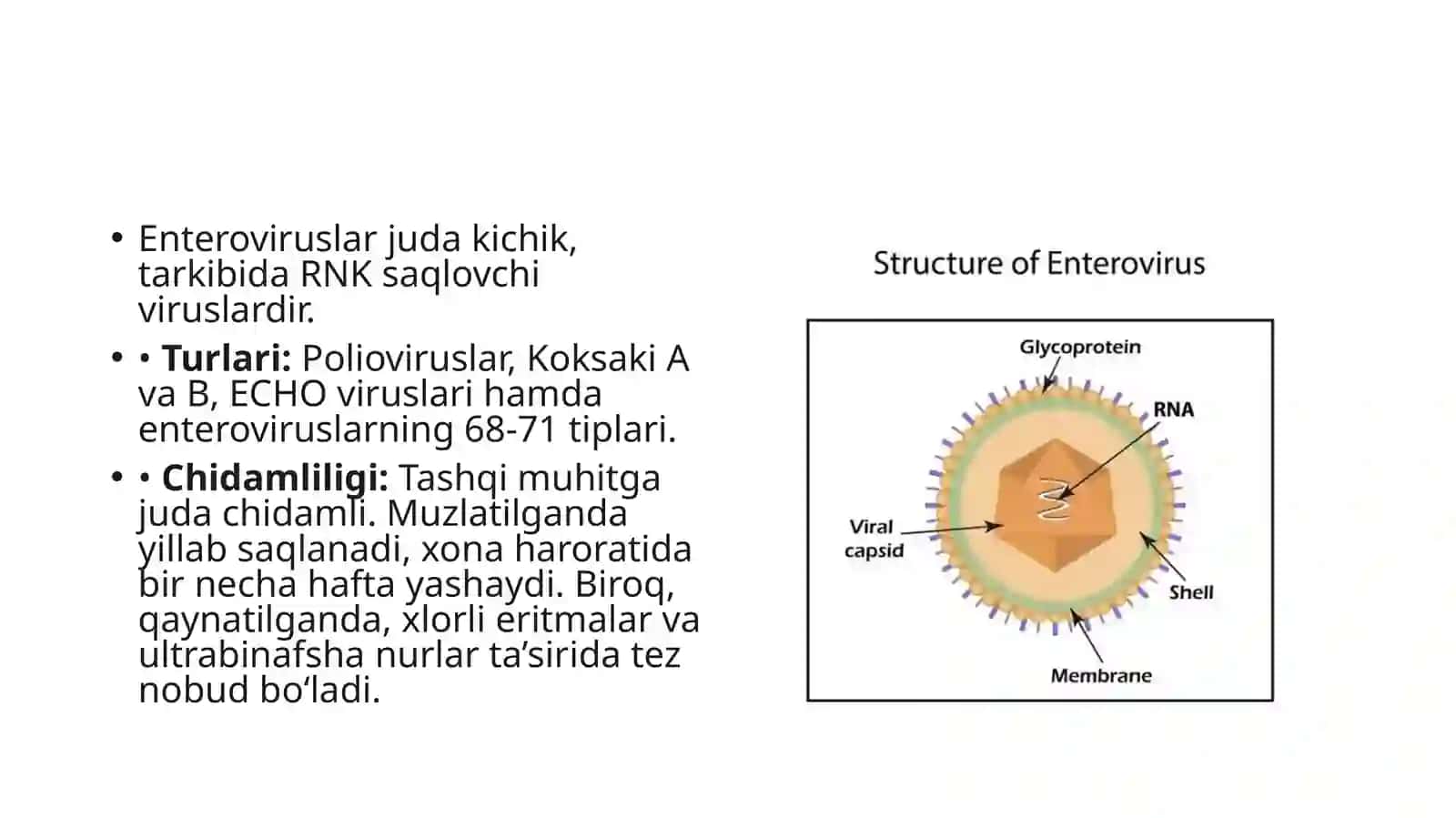 Enteroviruslar 3
