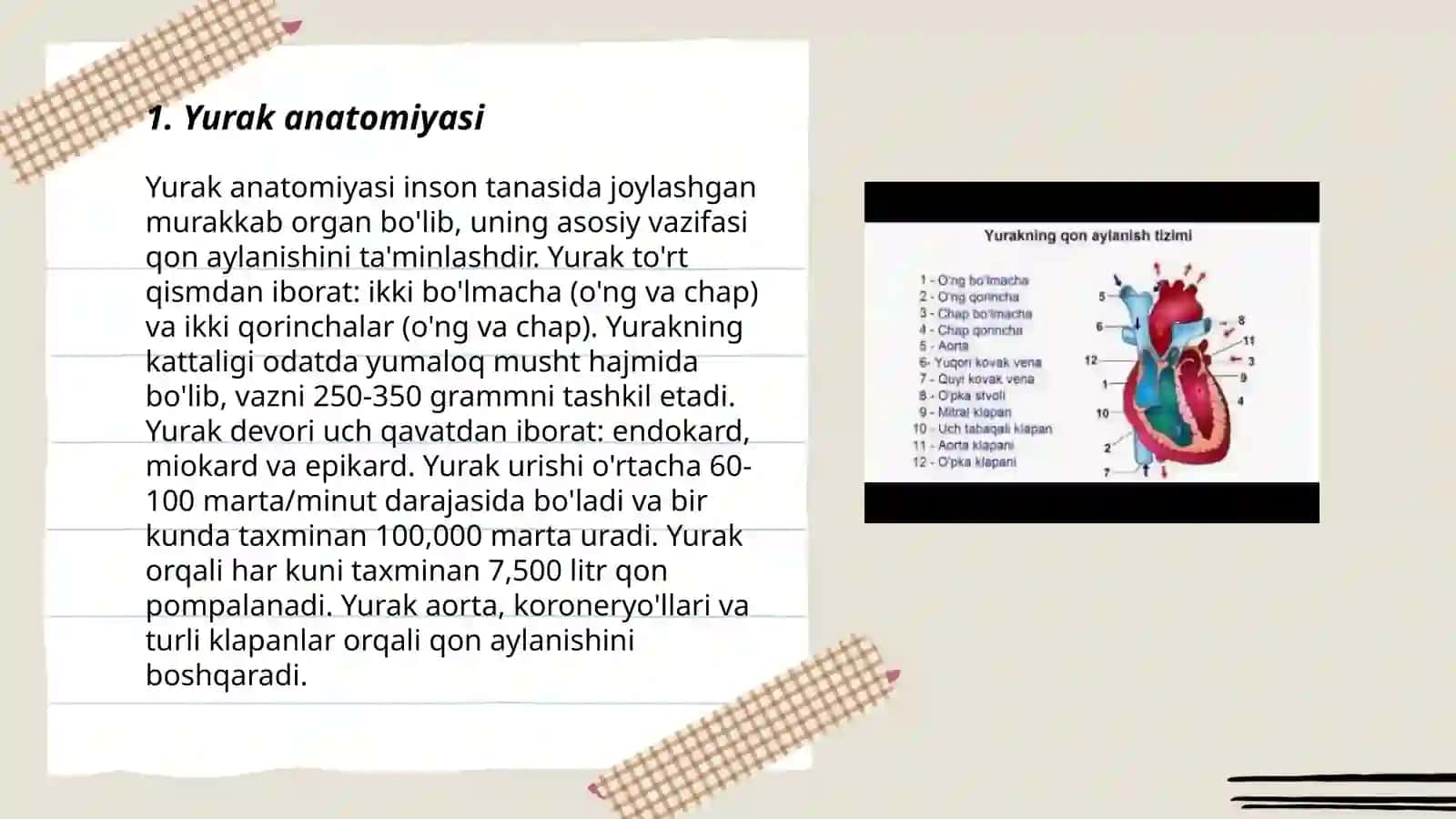 Yurak-qon tomir tizimi tuzilishi 3
